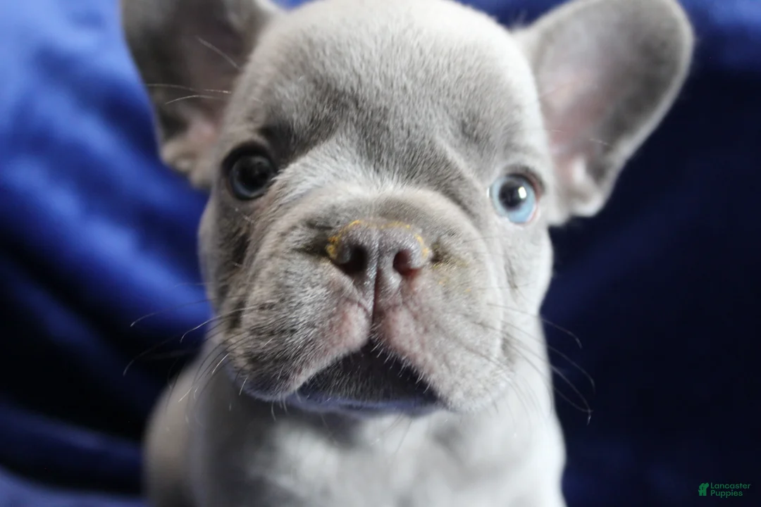French Bulldog dogs for sale: Red_M_2026 - Ad 1