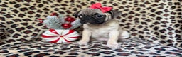 Pug dogs for sale: Angel - Ad 4