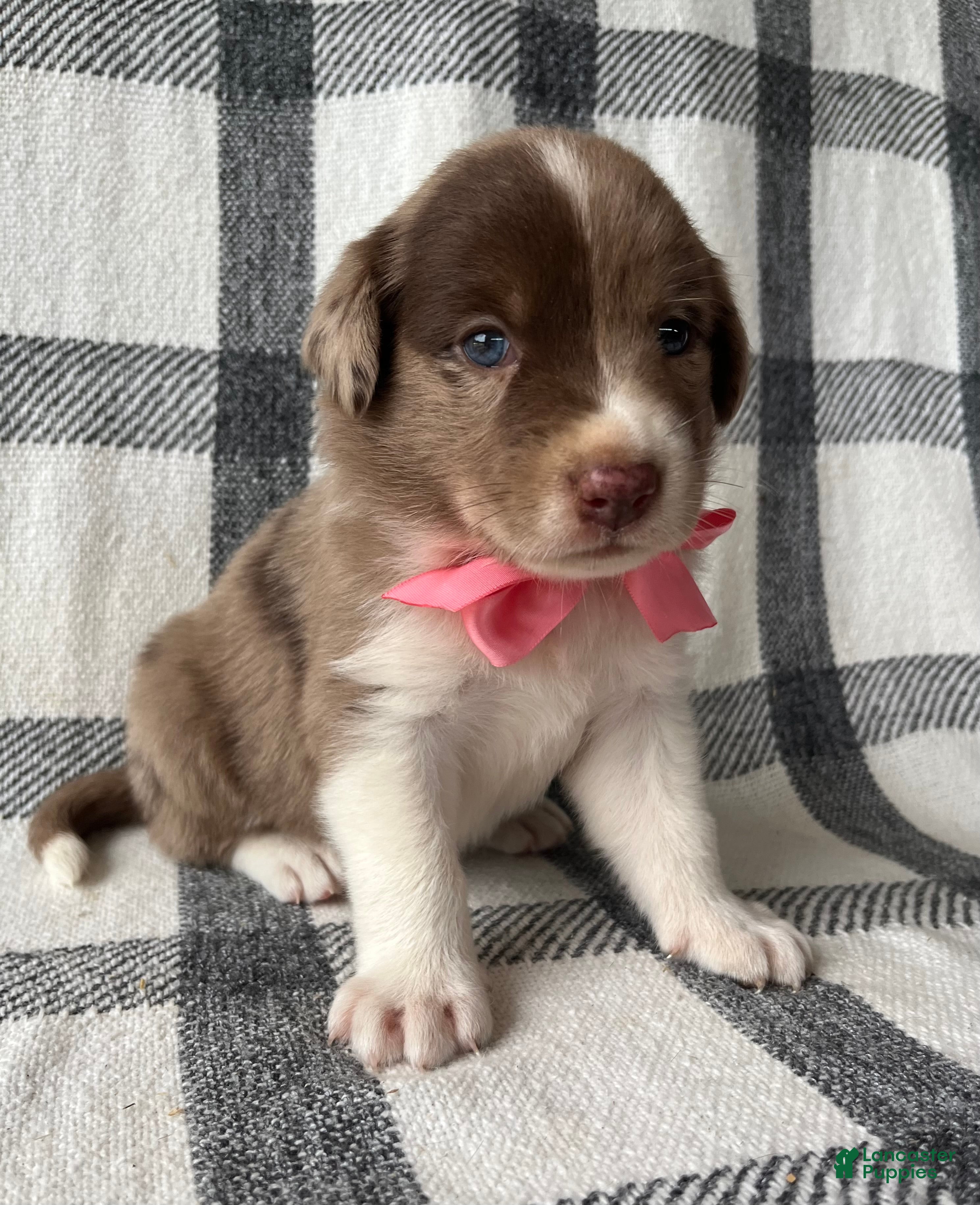 Mixed Breed dogs Ashley - Ad 1