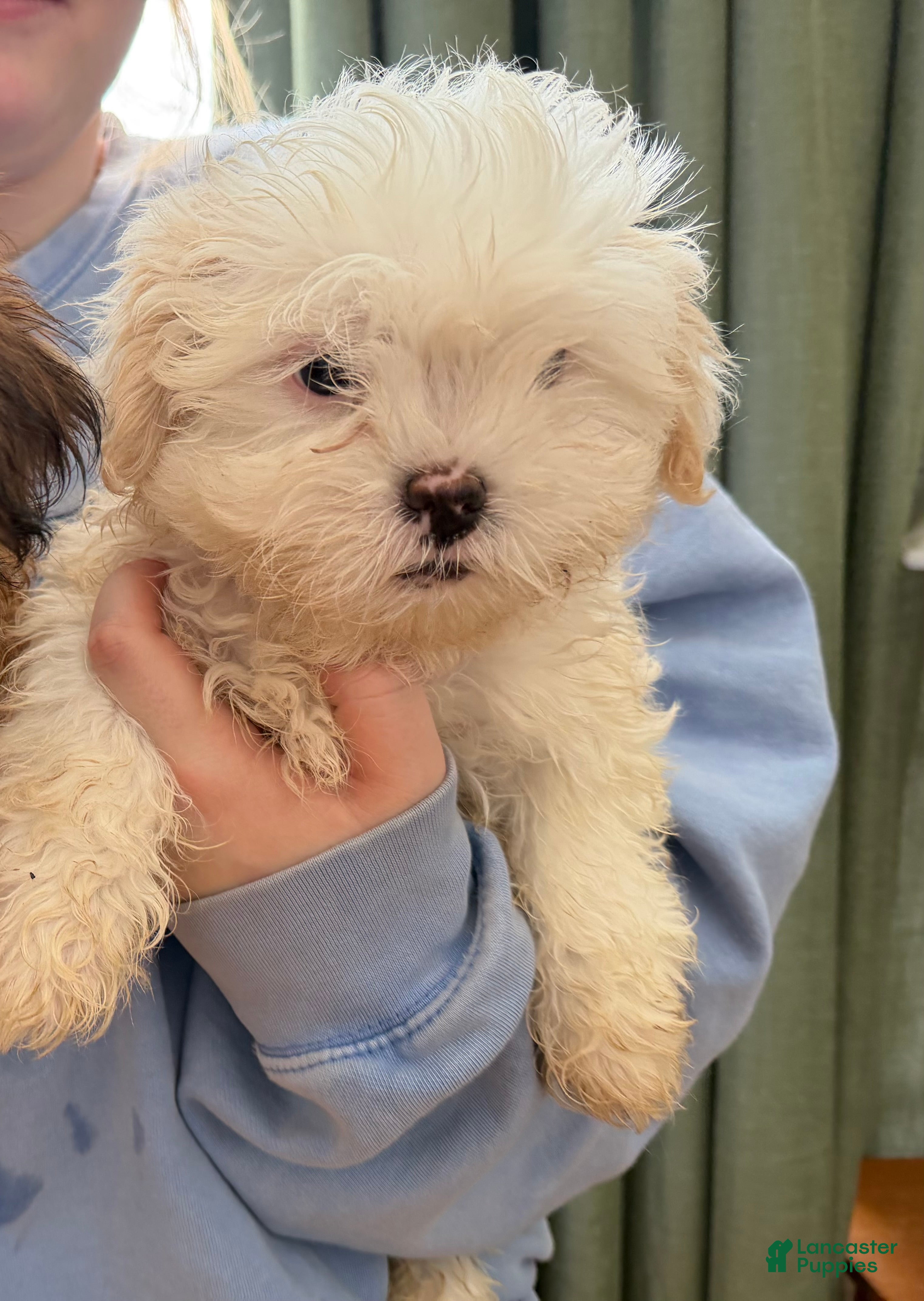 Malshi dogs Malshi Puppy 3 - Ad 1