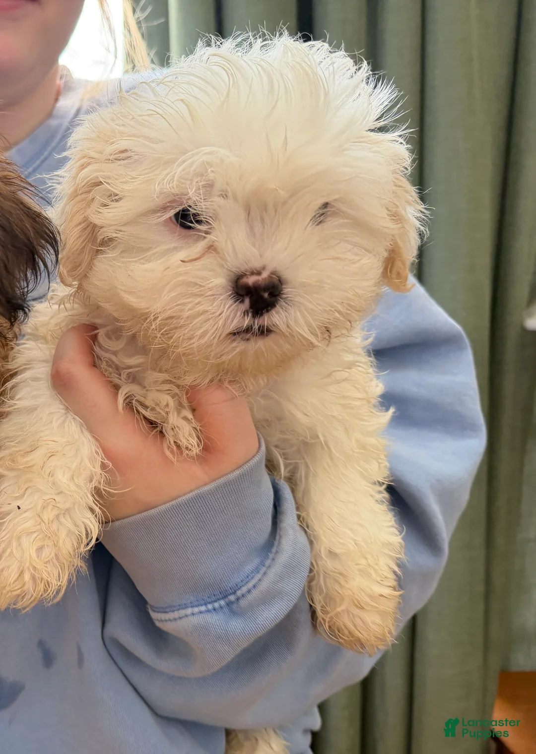 Malshi dogs for sale: Malshi Puppy 3 - Ad 1