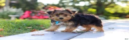 Yorkiepoo dogs for sale: Winston - Ad 12