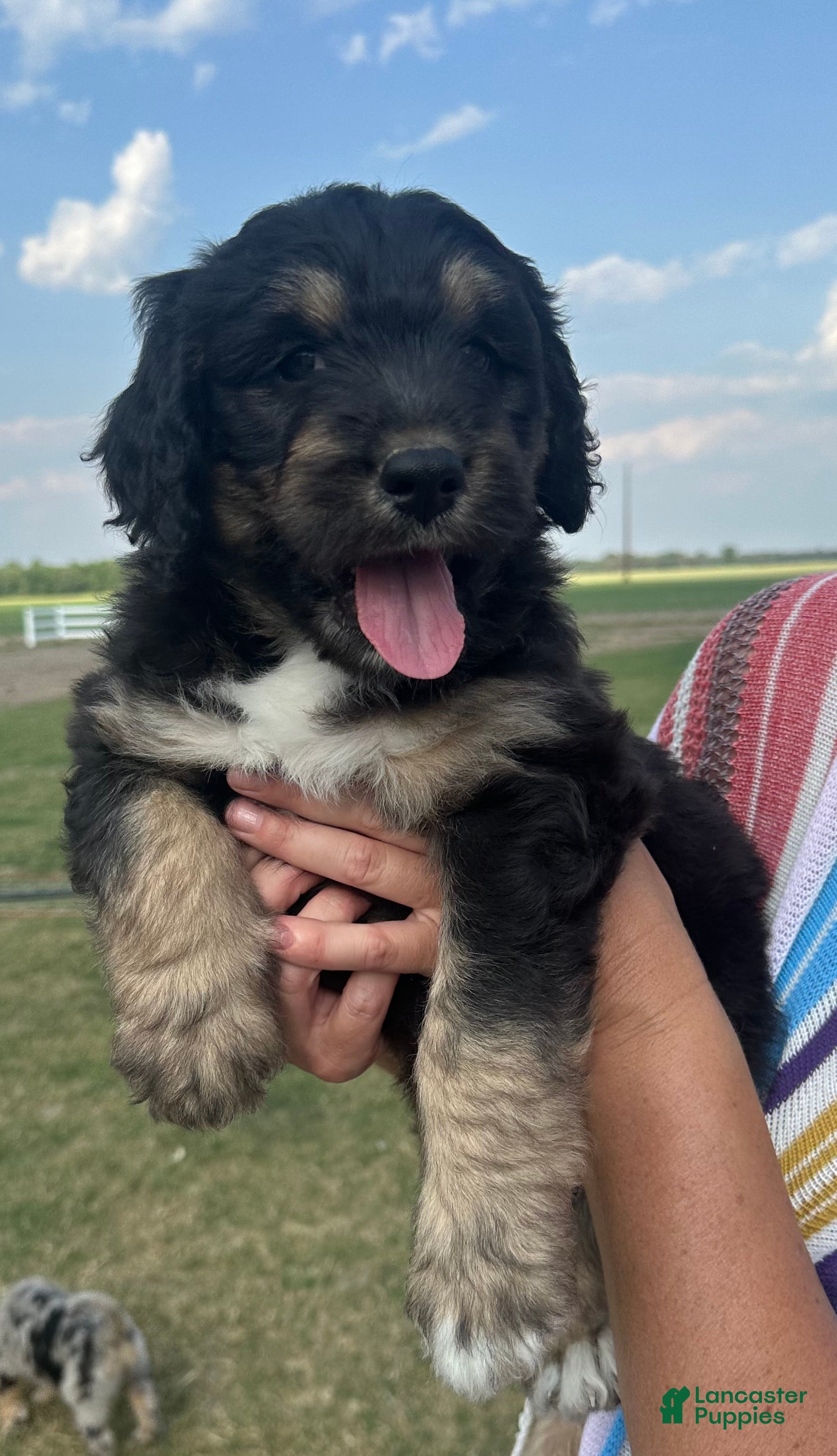 Aussiedoodle dogs Aussiedoodle Puppy 5 - Ad 36
