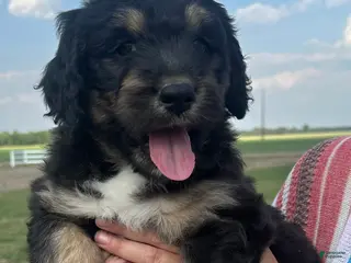 Aussiedoodle dogs Aussiedoodle Puppy 5 - Ad 36