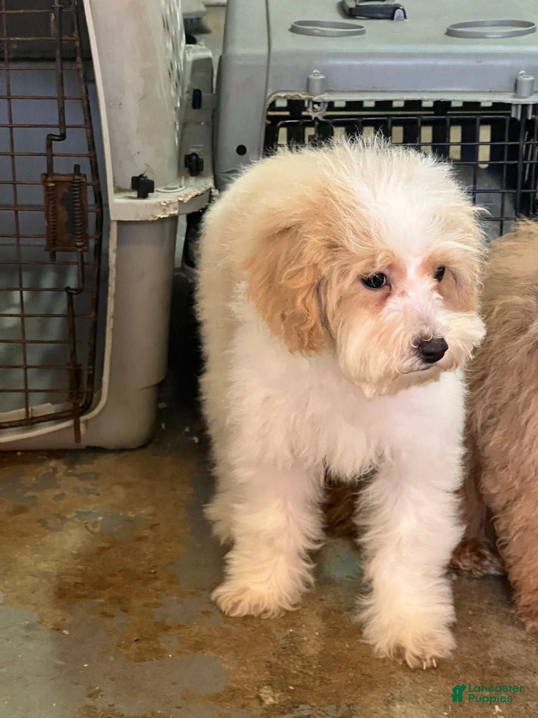 Mixed Breed dogs for sale: Raven - Ad 7