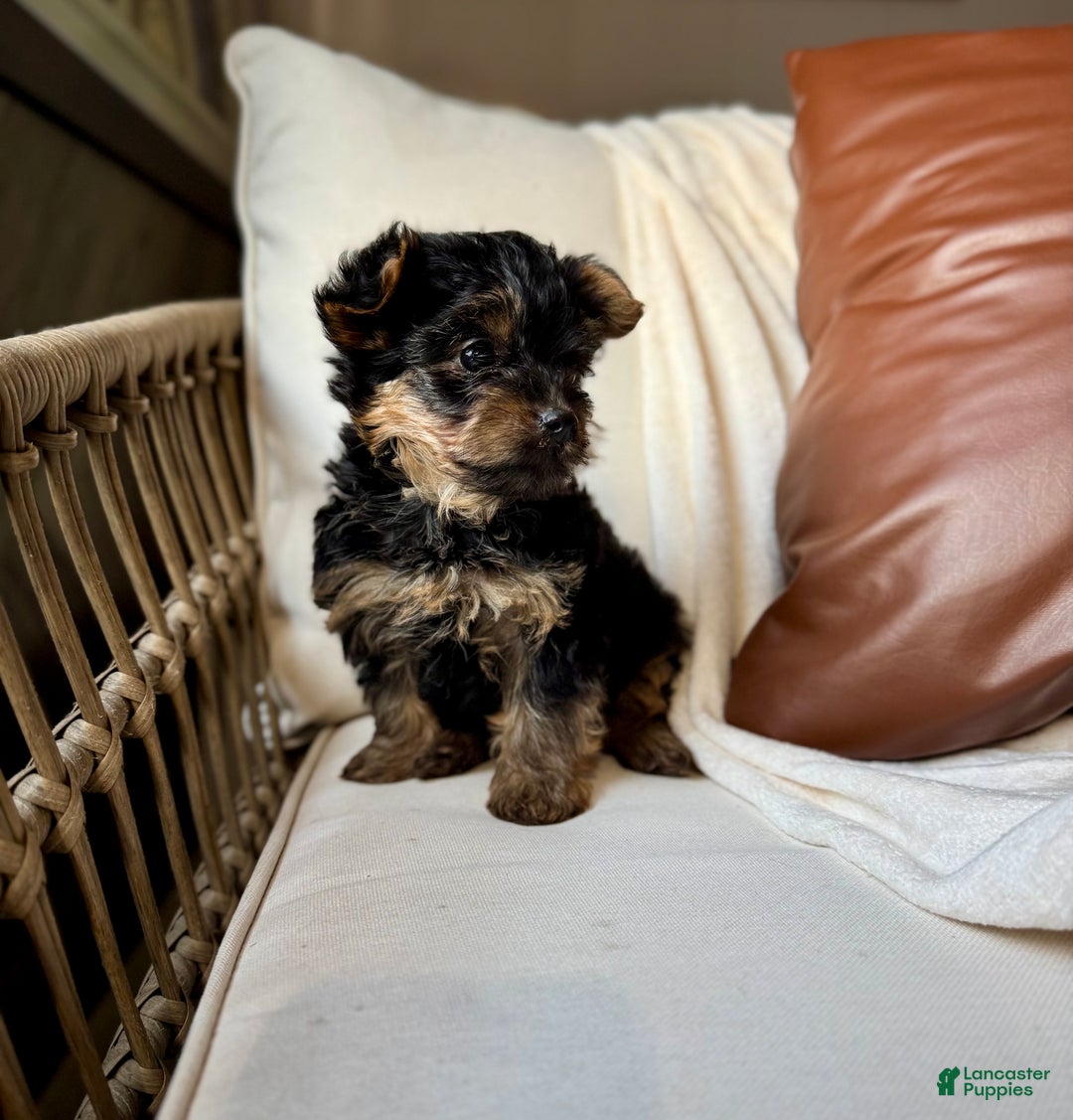 Yorkiepoo dogs for sale: Benson - Ad 8
