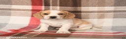 Beagle dogs for sale: Paula - Ad 2