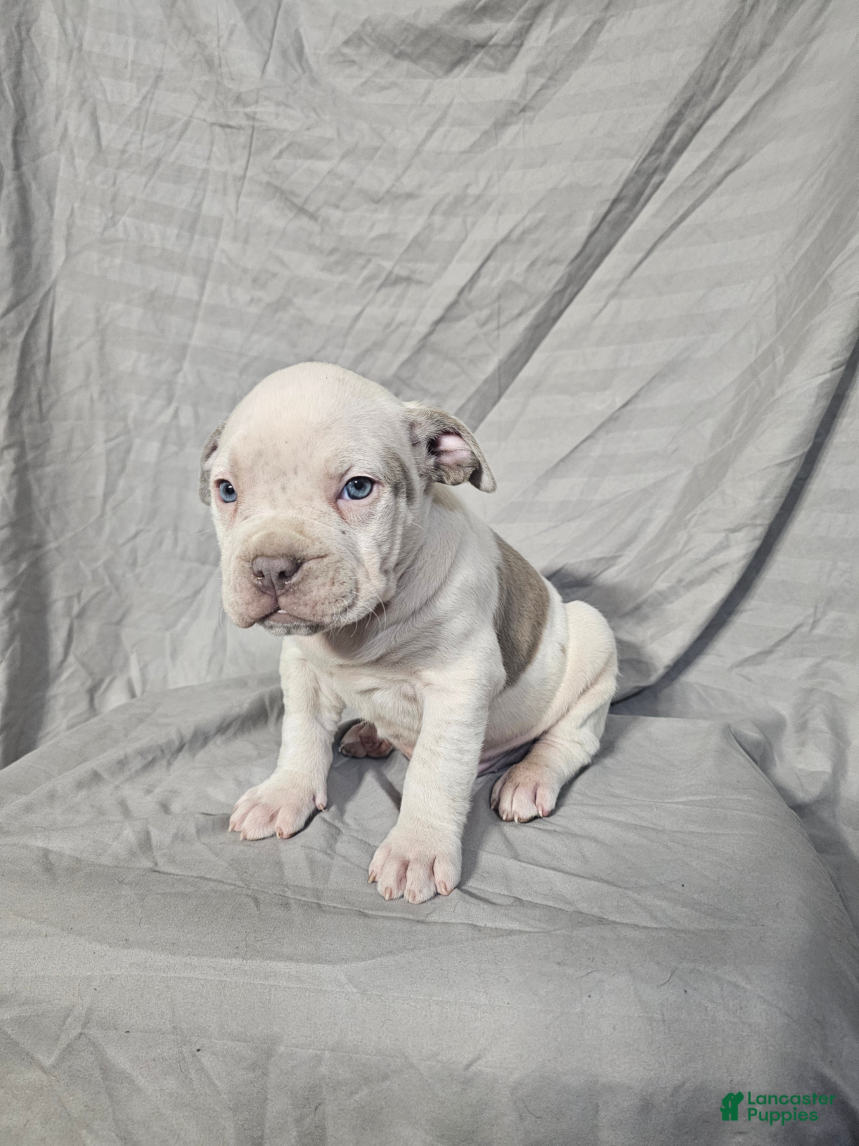 American Bully dogs Bone Crusher - Lilac Pied - Ad 17