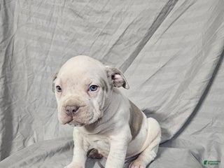 American Bully dogs Bone Crusher - Lilac Pied - Ad 39