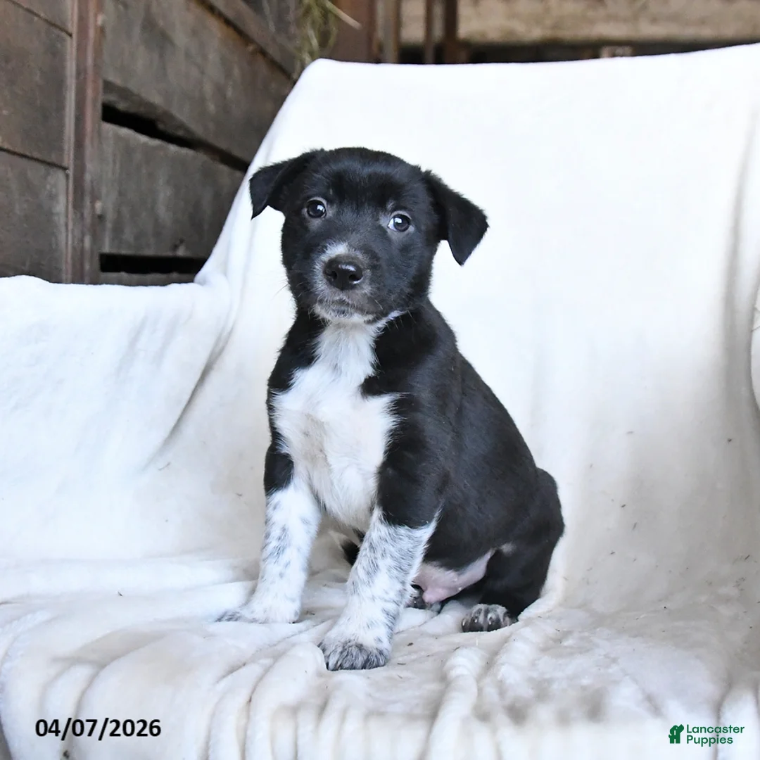 Border Collie dogs for sale: Frisky - Ad 5