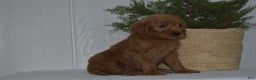 Goldendoodle dogs for sale: Bella - Ad 2