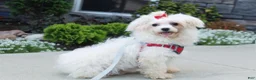 Maltipoo dogs for sale: Kirian  - Ad 6