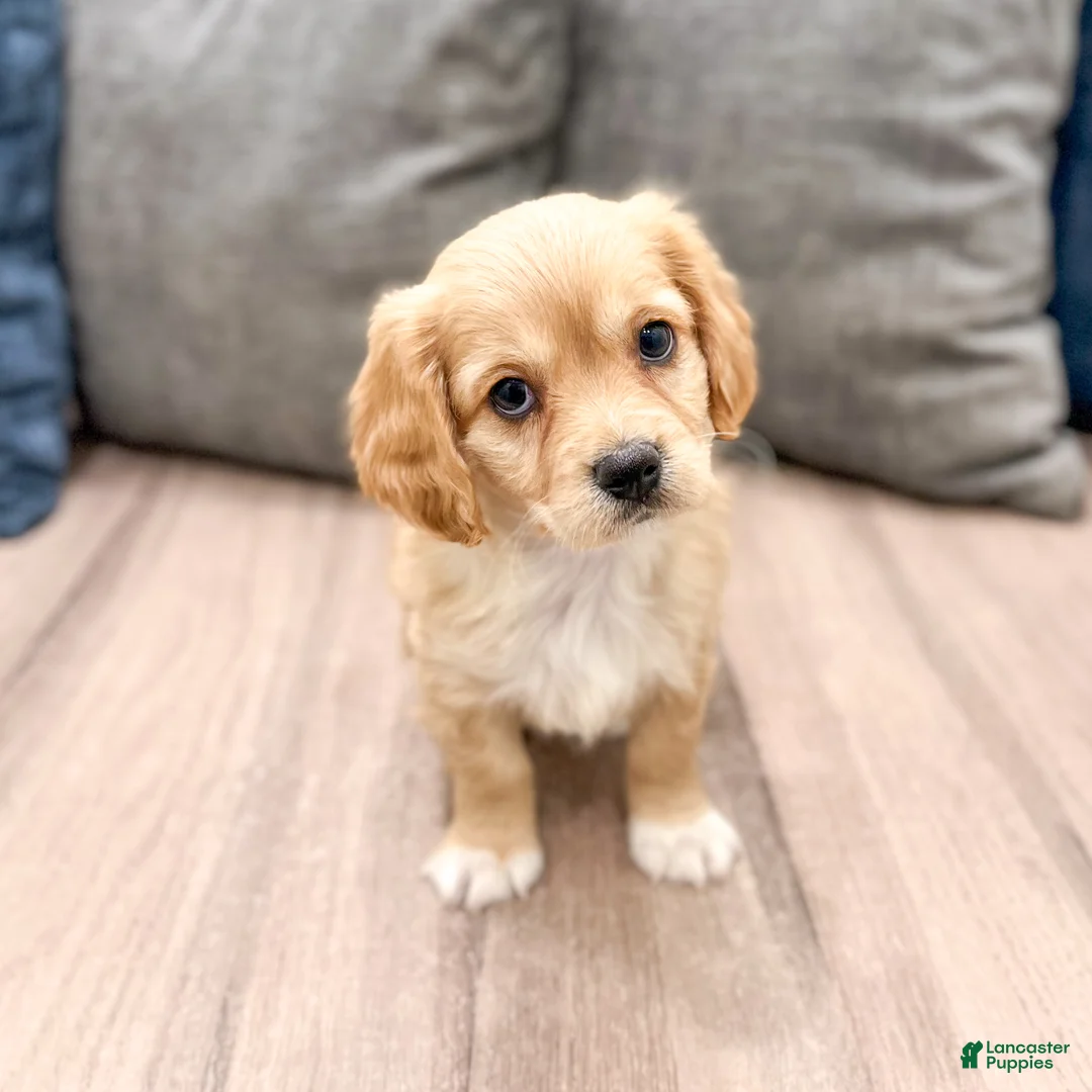 Cavachon dogs for sale: Gracie - Ad 1