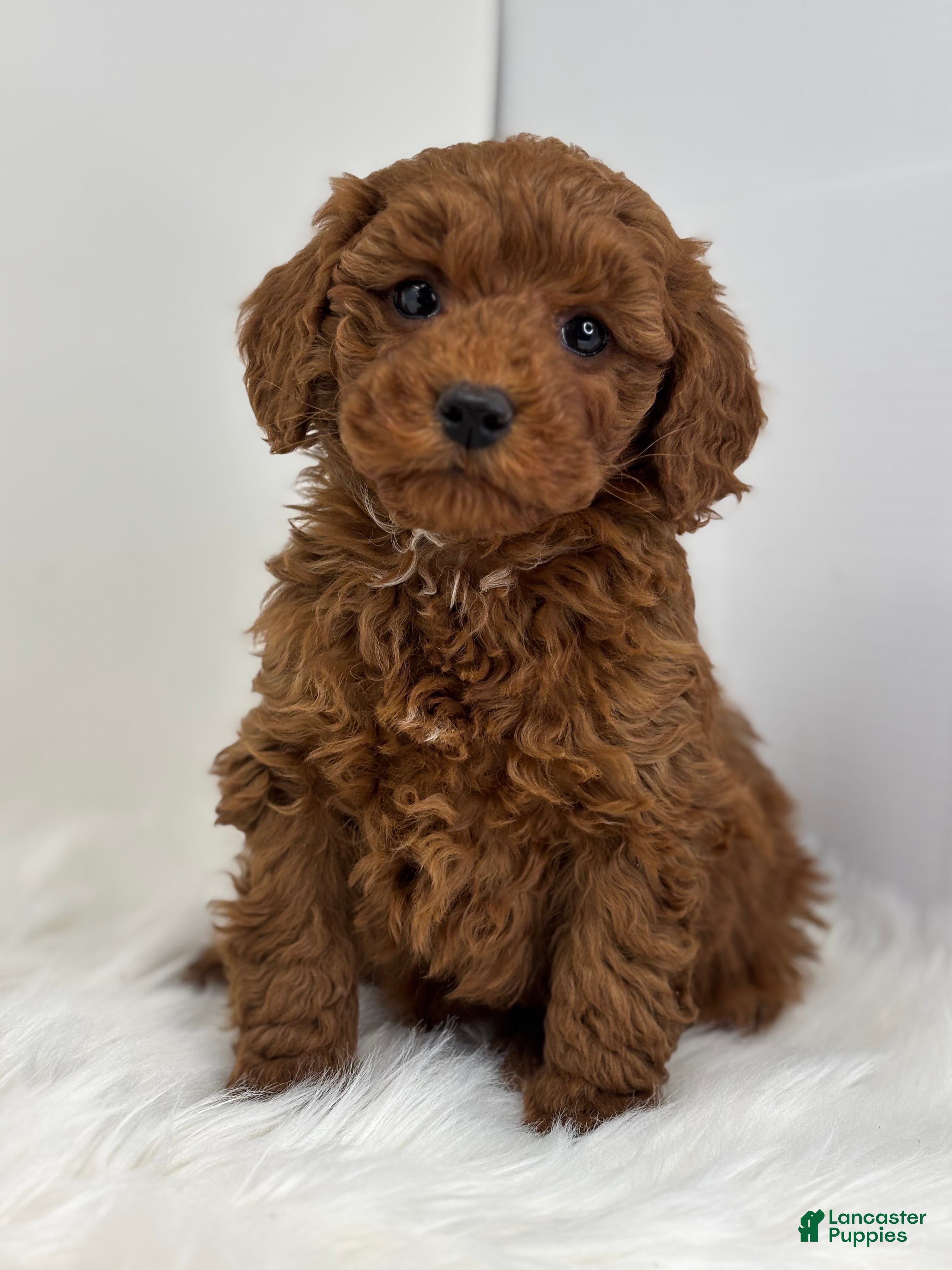 Mini Goldendoodle dogs Griffin - Ad 4