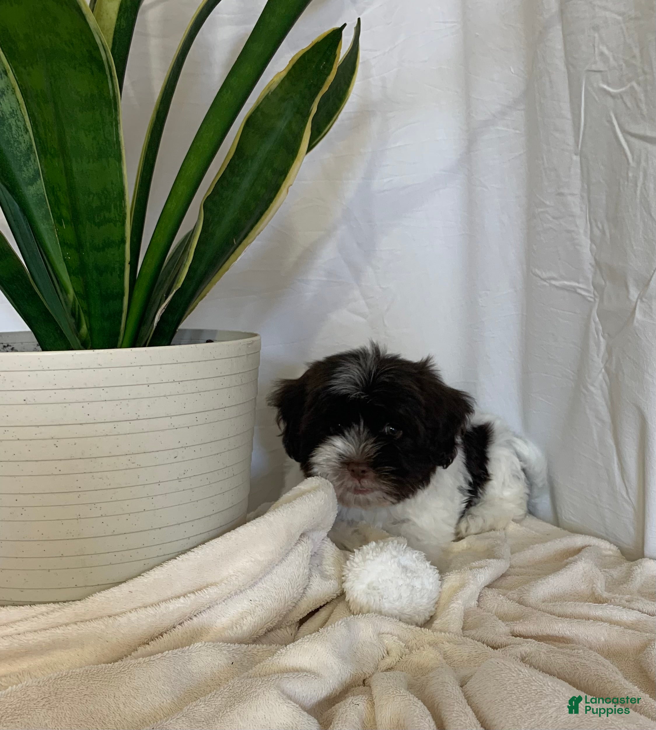 Havanese dogs Baily Havanese Puppy  - Ad 1