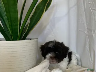 Havanese dogs for sale: Baily Havanese Puppy - Ad 2
