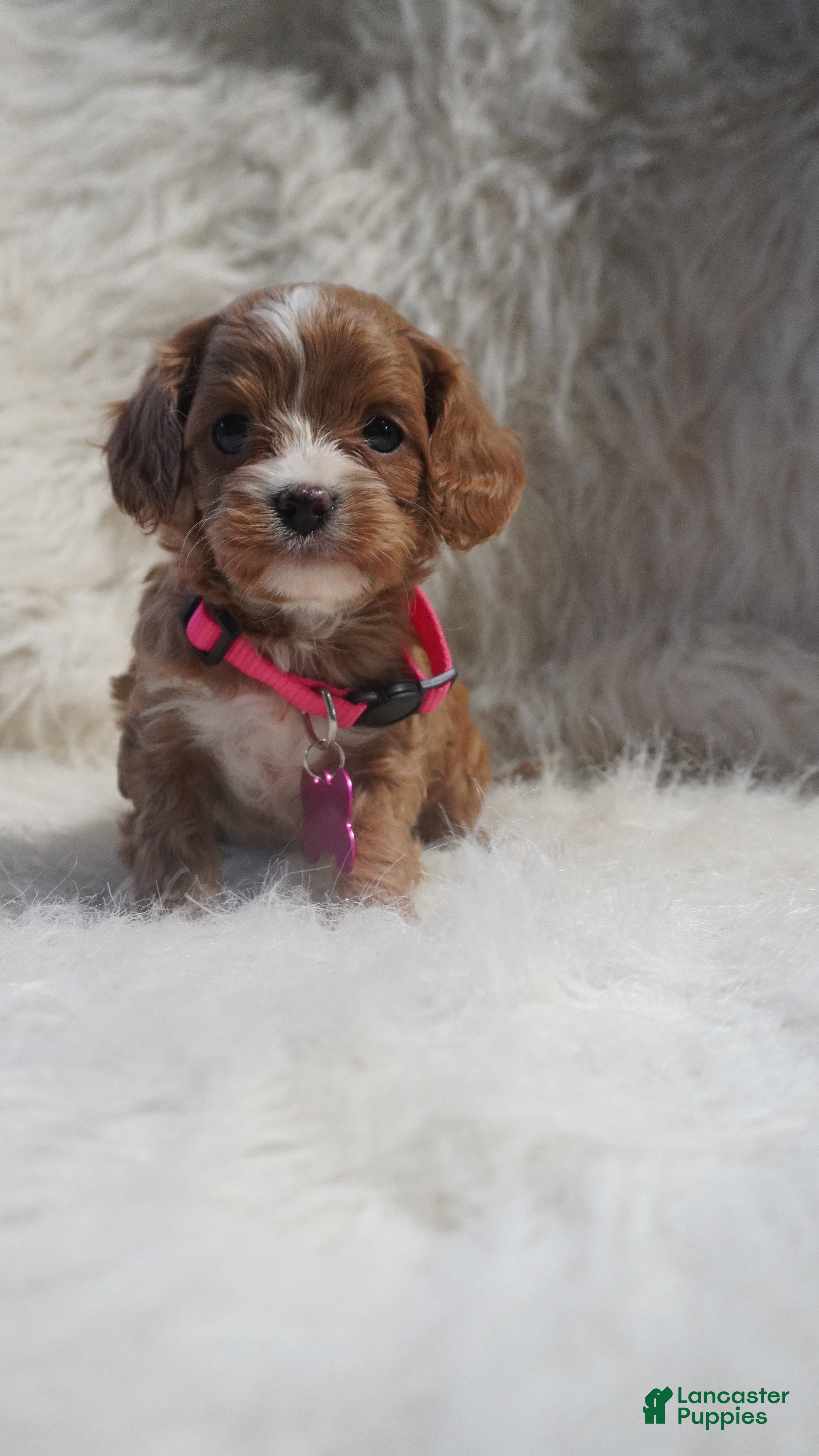 Cavapoo dogs Sadie - Ad 2