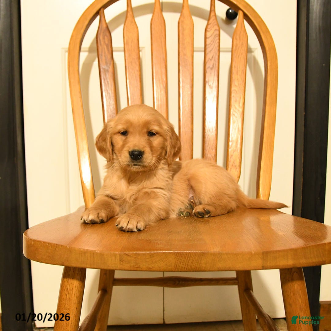 Golden Retriever dogs for sale: Blue - Ad 1