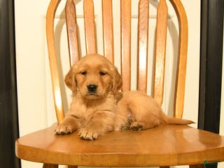 Golden Retriever dogs Blue - Ad 13