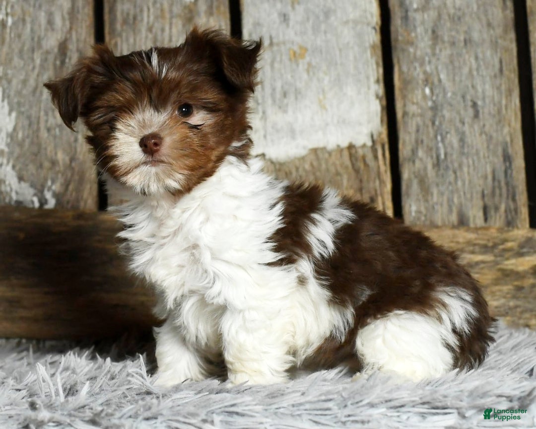 Havanese dogs for sale: Carolina - Ad 3