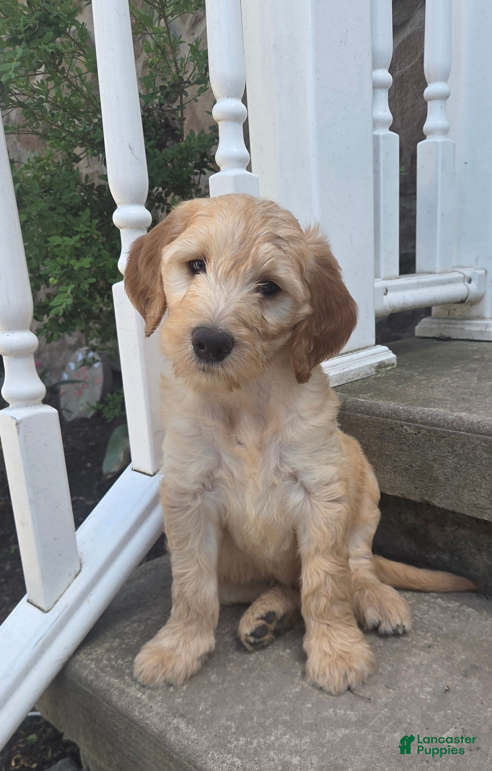 Mini Goldendoodle dogs for sale: Perry - Ad 2