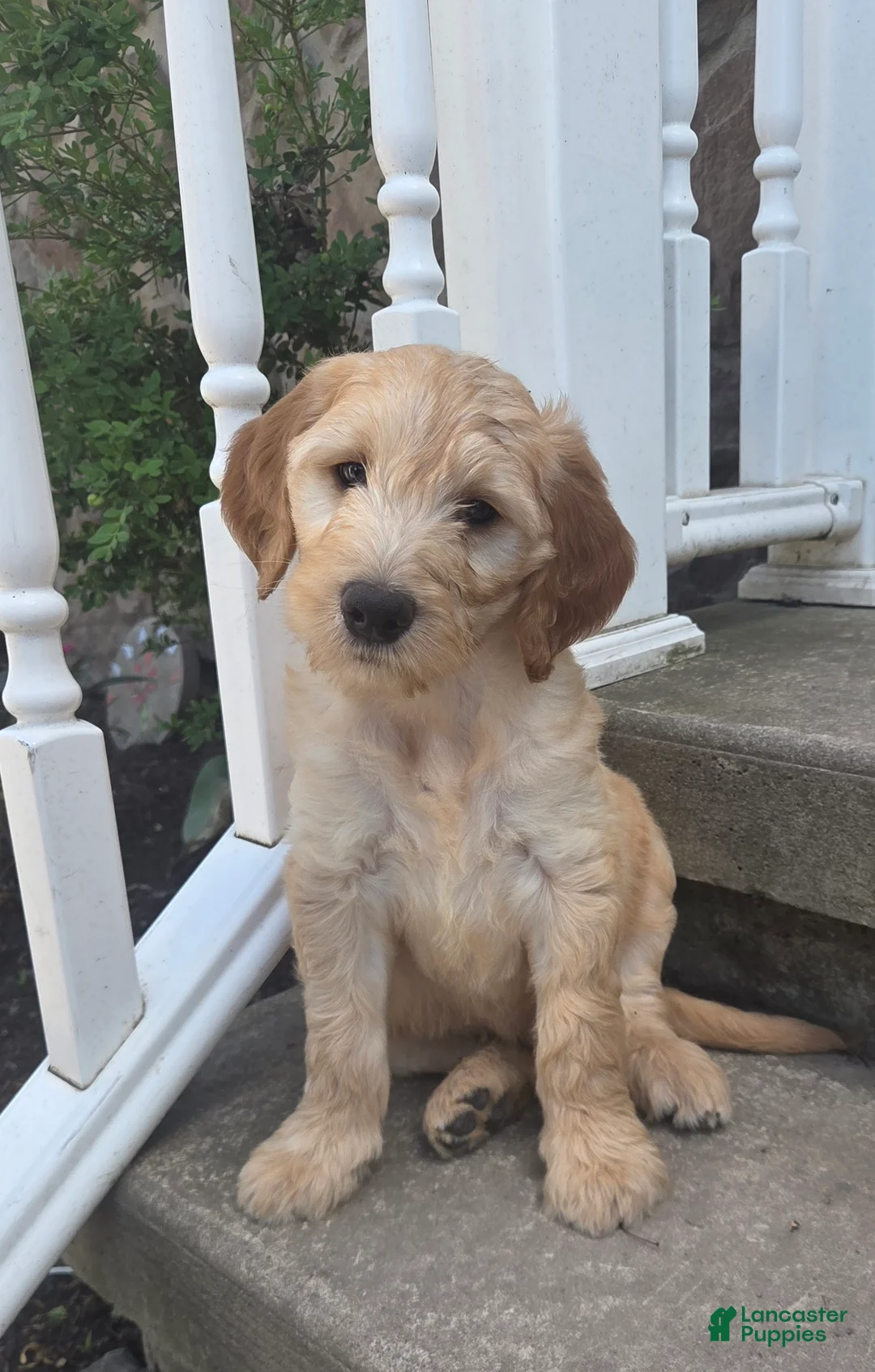 Mini Goldendoodle dogs for sale: Perry - Ad 1