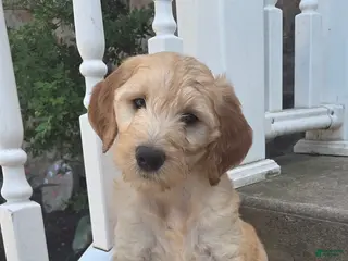 Mini Goldendoodle dogs for sale: Perry - Ad 2
