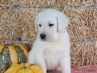 Labrador Retriever dogs - Ad 20