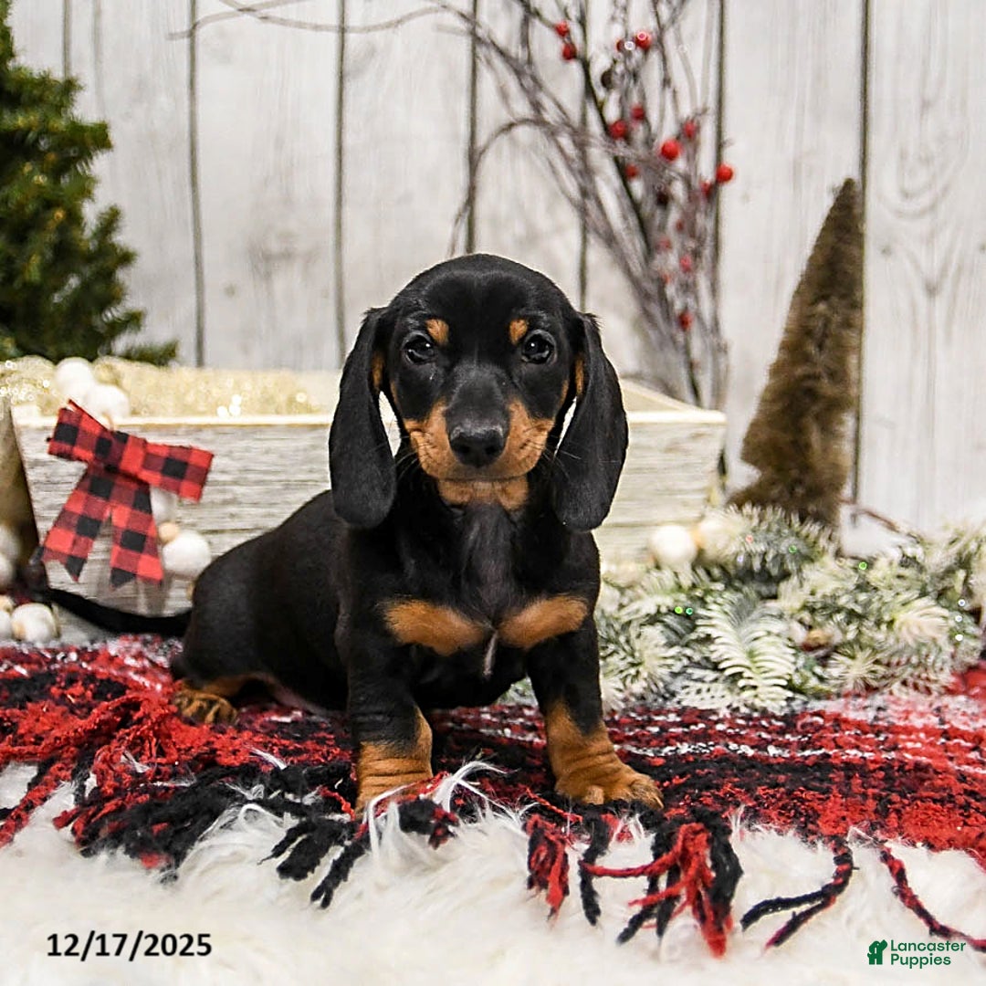 Miniature Dachshund dogs for sale: Winnie - Ad 4