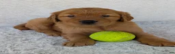 Golden Retriever dogs for sale: Porter  - Ad 4
