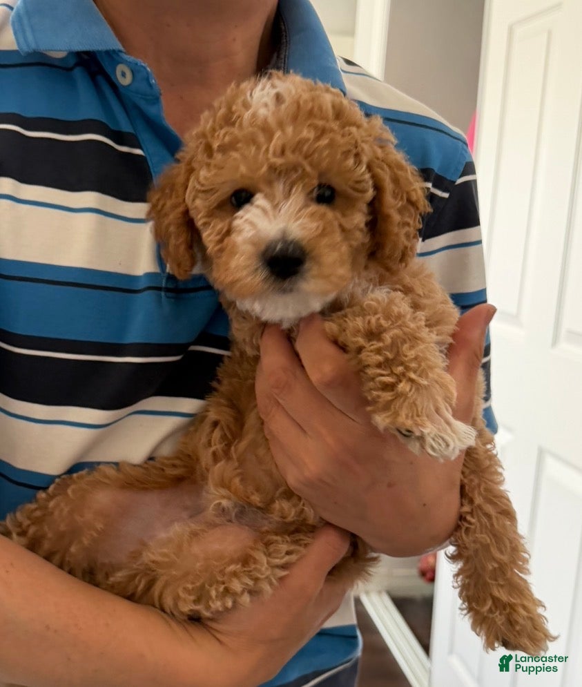 Mixed Breed dogs Mochi- Minilabradoodle  | Los Angeles Area | Ready for Rehoming  - Ad 1