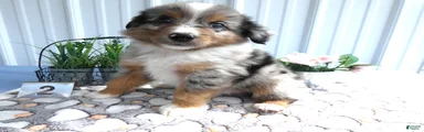 Miniature Australian Shepherd 2 Ross