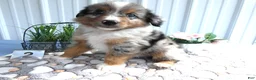 Miniature Australian Shepherd dogs for sale: Miniature Australian Shepherd 2 Ross - Ad 1