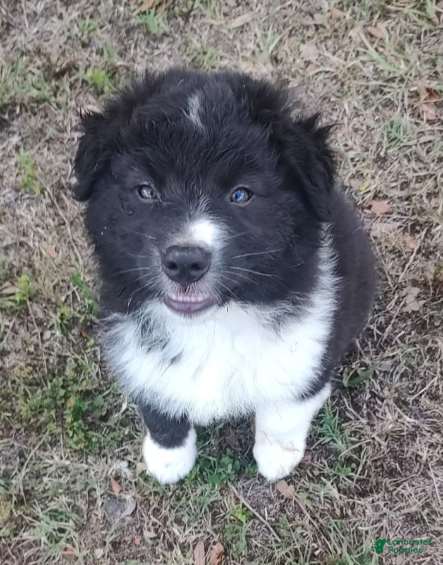 Australian Shepherd dogs Australian Shepherd Puppy 2 - Ad 2