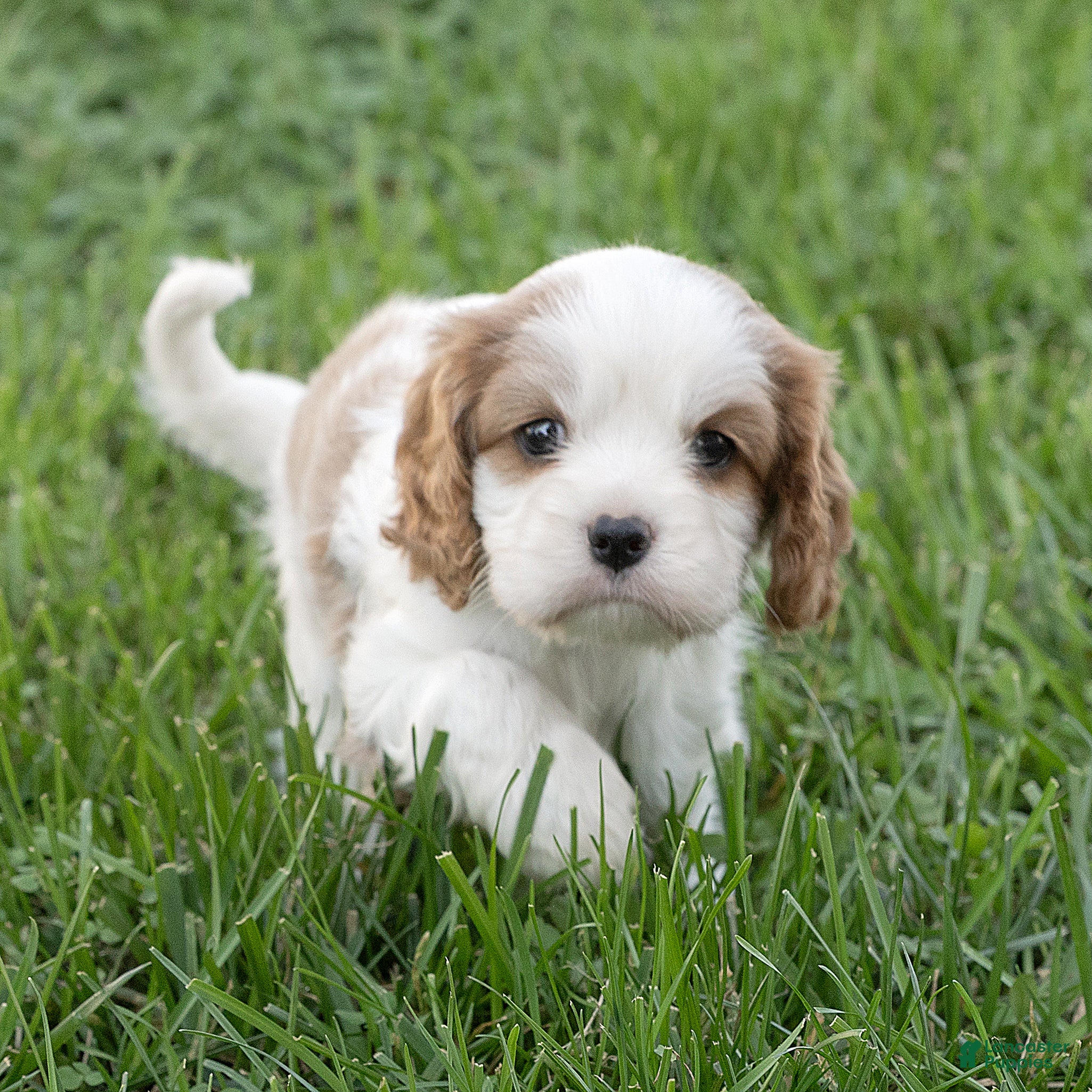 Cavalier King Charles Spaniel dogs Ben Cavalier King Charles Spaniel  - Ad 1