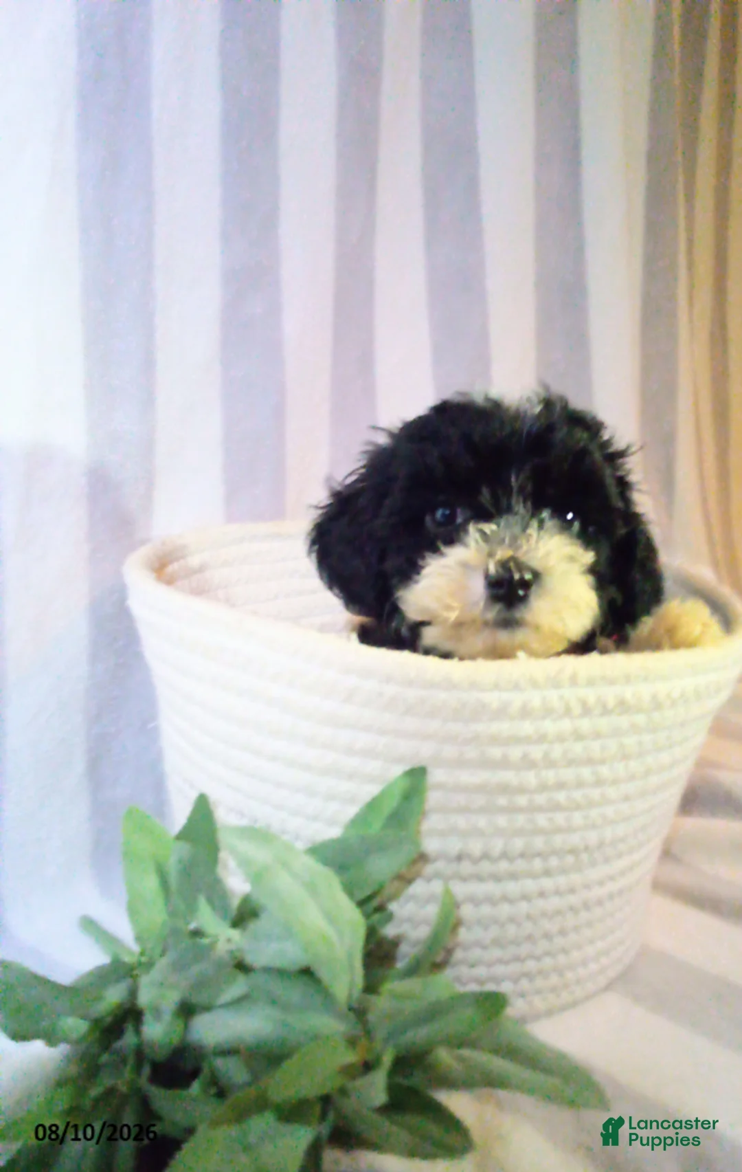 Havapoo dogs for sale: Patrick - Ad 3