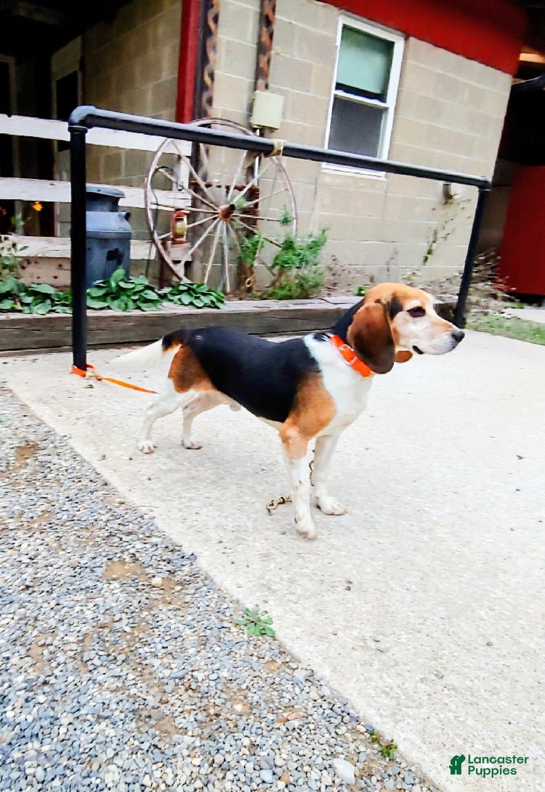 Mixed Breed dogs for sale: Mia  - Ad 11