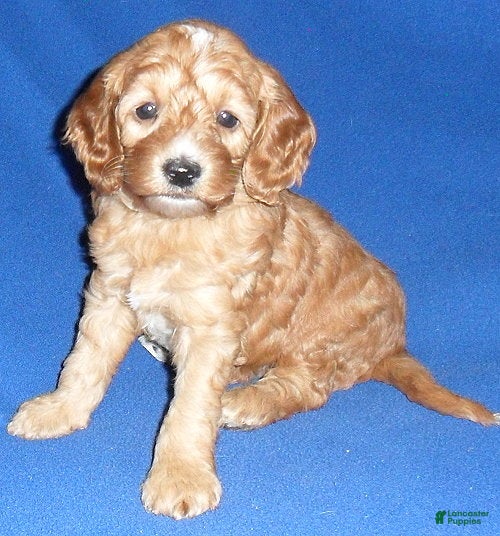 Cockapoo dogs Louie - Ad 2