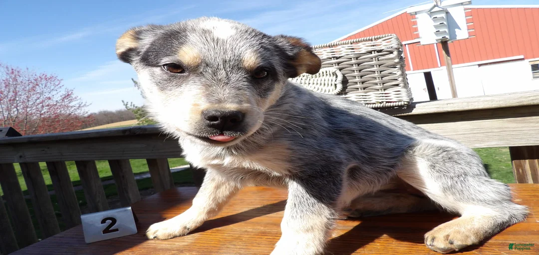 Gallery Image {{count}}