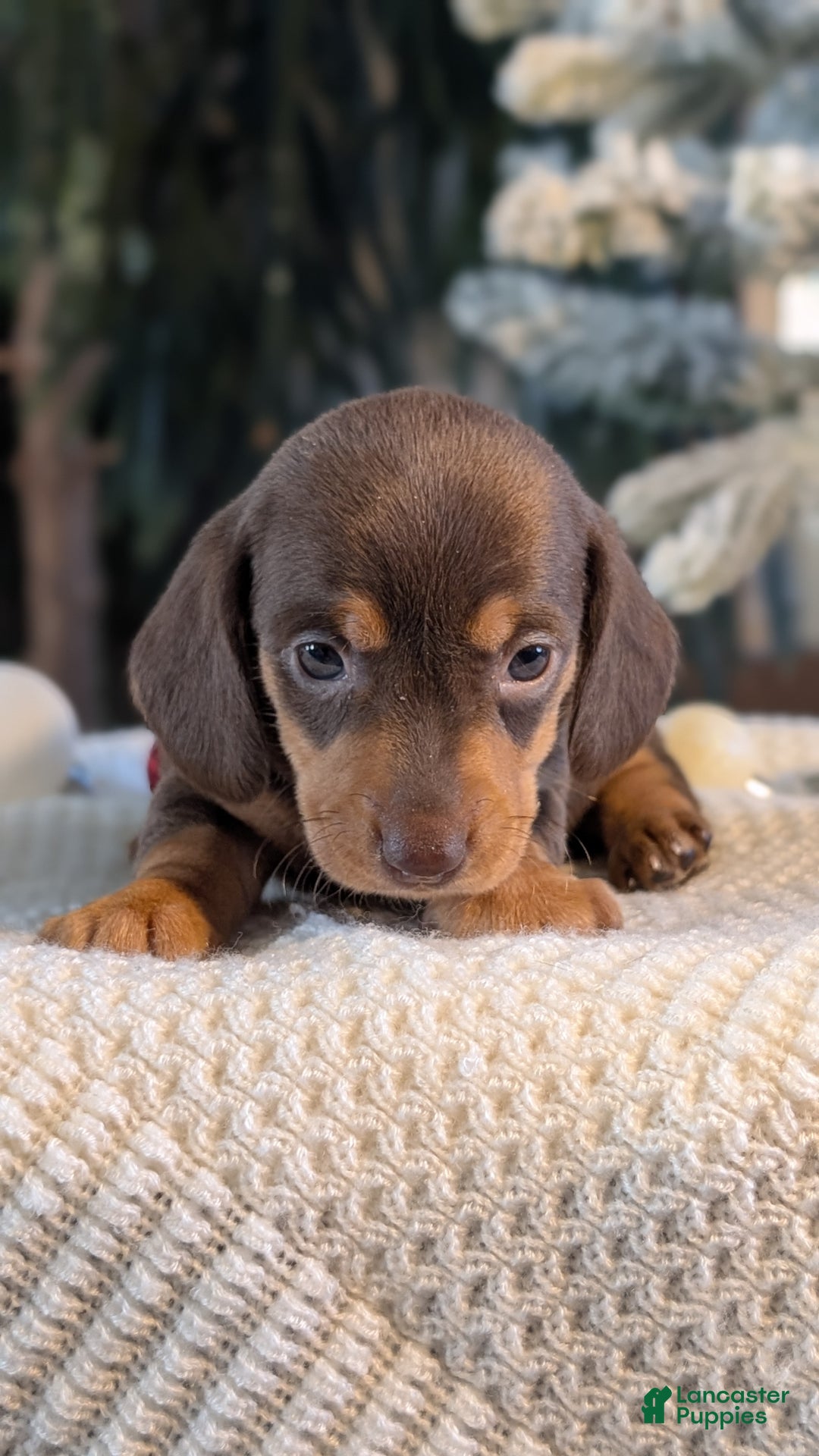 Miniature Dachshund dogs for sale: Iris - Ad 8