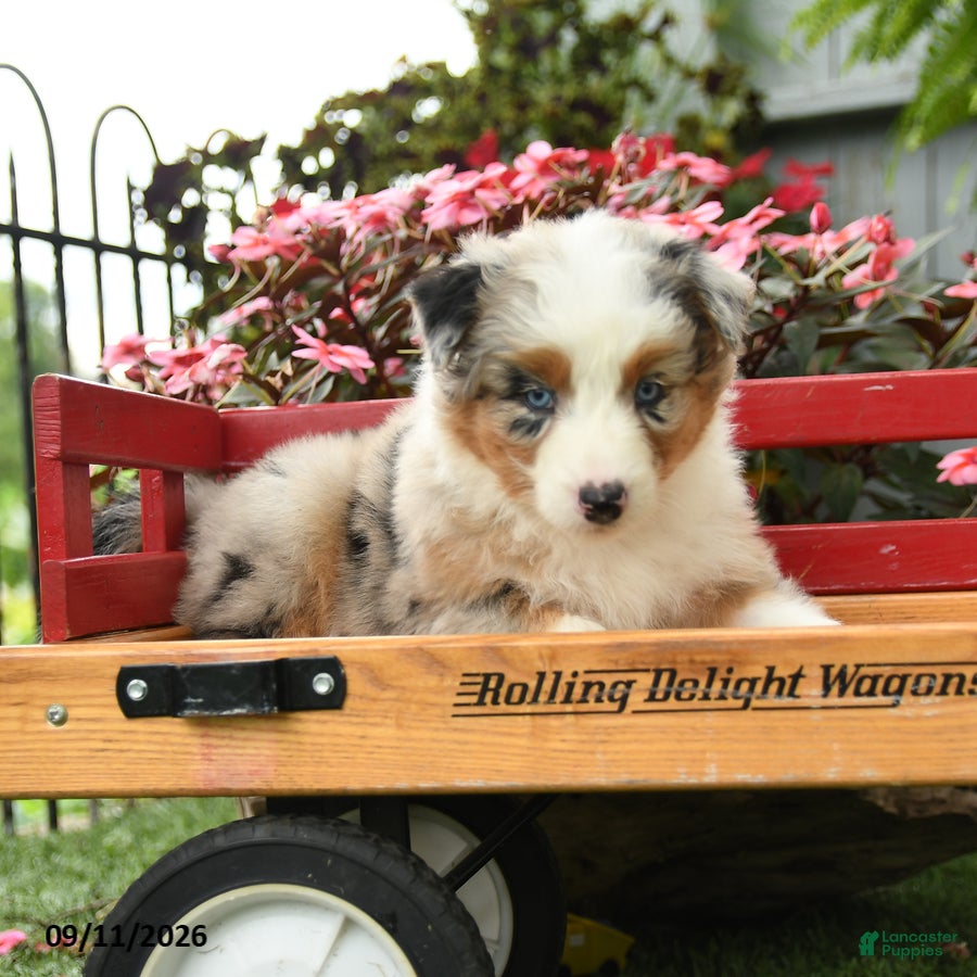 Australian Shepherd dogs Storm   - Ad 2