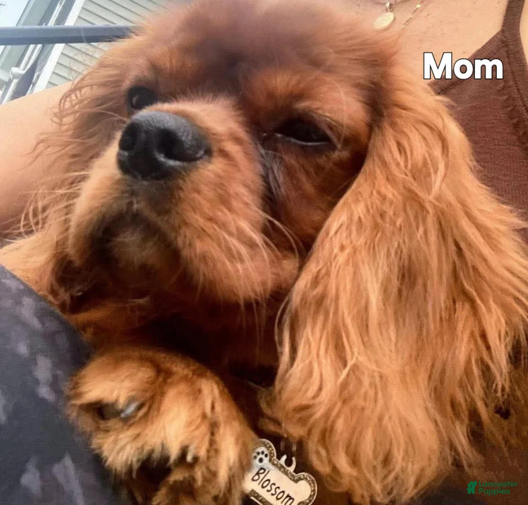 Mixed Breed dogs for sale: Mixed Breed Puppy 1 - Ad 3