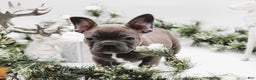 French Bulldog dogs for sale: French Bulldog Puppy 2 - Ad 2