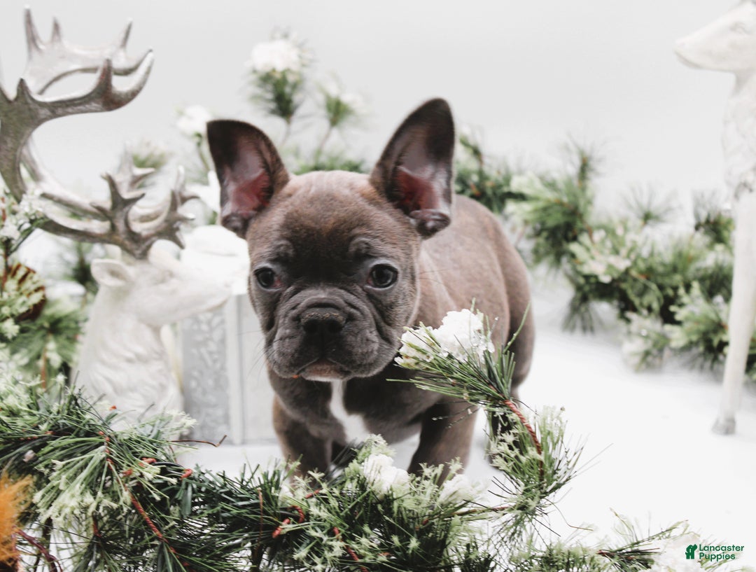 French Bulldog dogs for sale: French Bulldog Puppy 2 - Ad 2