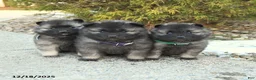 Keeshond dogs for sale: Flurry - Ad 3