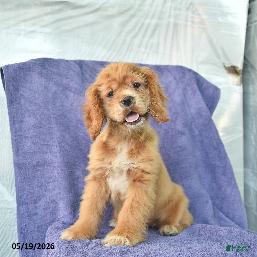 Cocker Spaniel dogs Hope - Ad 1