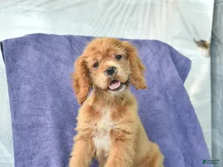 Cocker Spaniel dogs for sale: Hope - Ad 4
