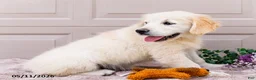 Golden Retriever dogs for sale: Mila - Ad 4