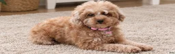 Toy Poodle dogs for sale: Theo - Ad 6