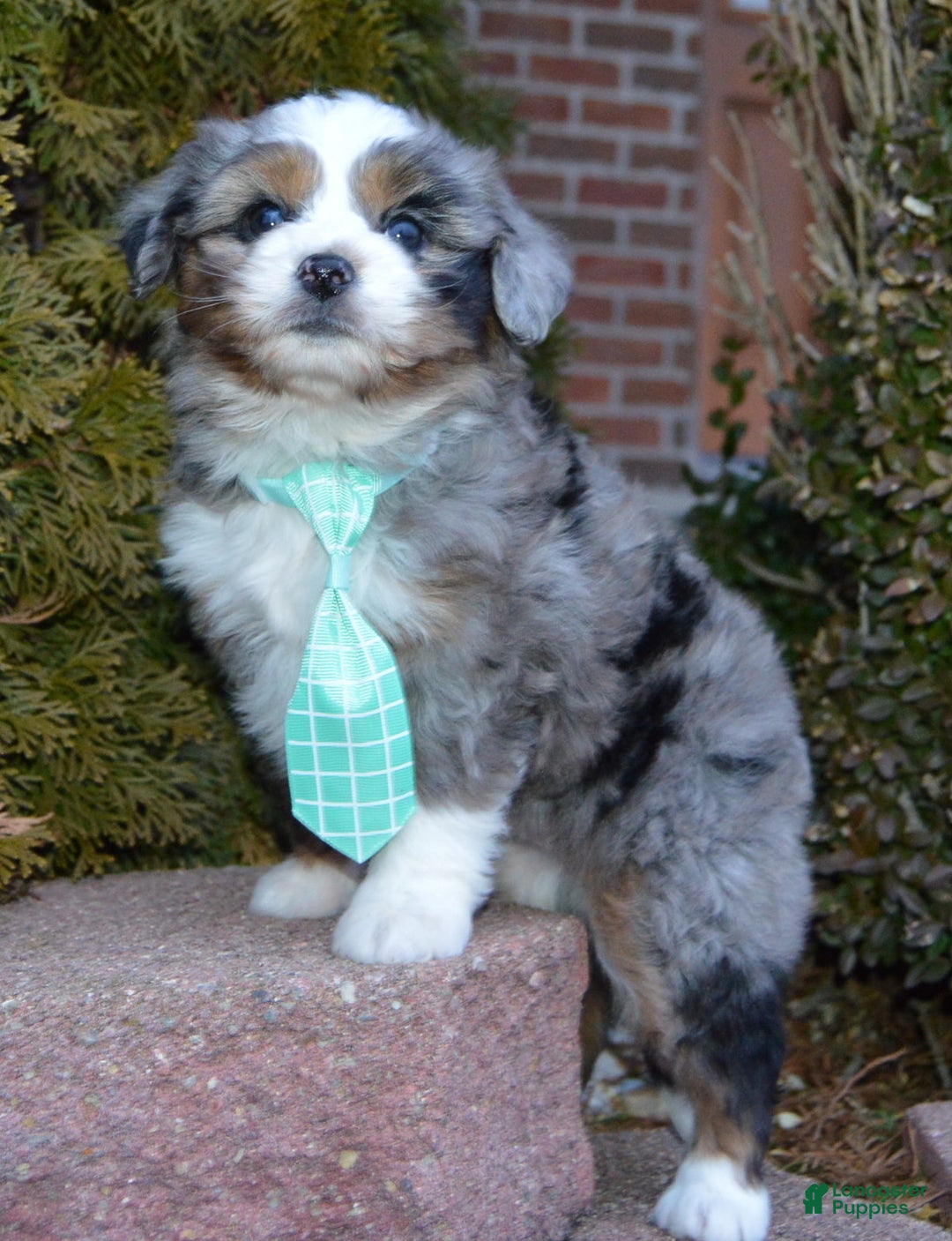 Mini Aussiedoodle dogs for sale: Mini Asher - Ad 11
